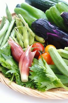 夏野菜 夏野菜 夏野菜,野菜,食材の写真素材