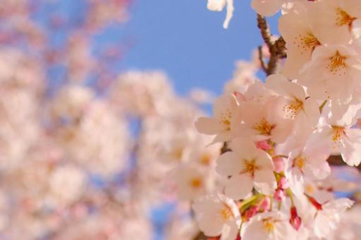桜と青空 桜と青空の写真