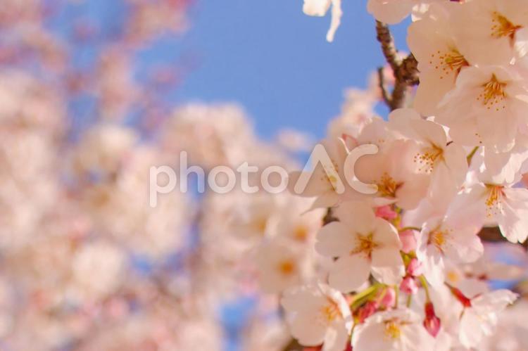 桜と青空 桜,春,満開の写真素材