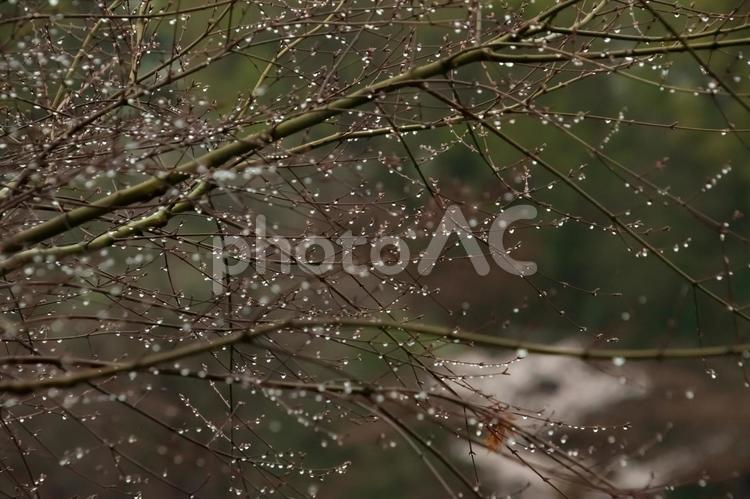 宝石を纏って 雨,水滴,雫の写真素材