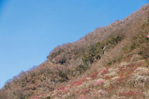 青空に映える満開の紅梅と白梅 梅,迎春,梅の花の写真素材