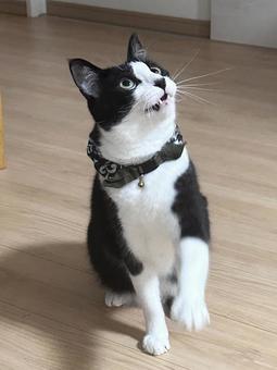 何かいる! 何かいる! 猫,ハチワレ,可愛いの写真素材