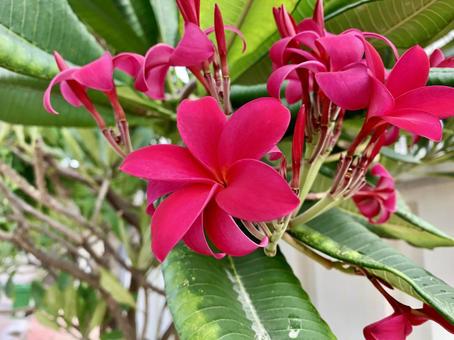 南国|プルメリアの可憐な花|癒しと彩り 南国|プルメリアの可憐な花|癒しと彩りの写真