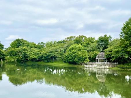 公園の池と風景 公園の池と風景の写真