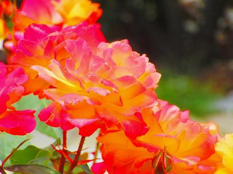 情熱的な色の薔薇の写真