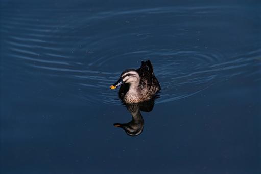 カルガモ カルガモ カルガモ,カモ,野鳥の写真素材