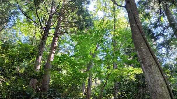 そびえたつ木々の下を歩く そびえたつ木々の下を歩く 木,木漏れ日,自然風景の写真素材