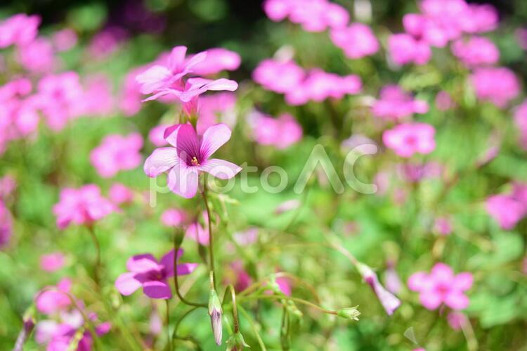 道端にひっそりと咲くかわいいお花 花,自然,可愛いの写真素材