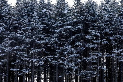 Photo, pine forest, hokkaido, winter, 