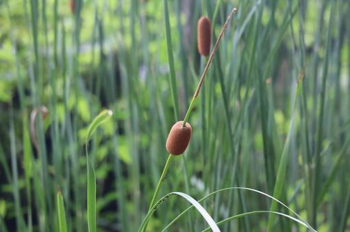 茶色の穂のあるガマの穂の写真