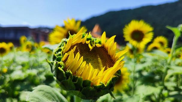 夏を抱きしめる花畑 夏を抱きしめる花畑の写真