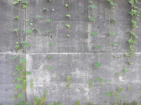 コンクリートの壁と植物 コンクリートの壁と植物の写真