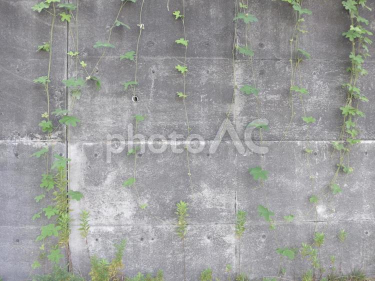 コンクリートの壁と植物 コンクリート,壁,植物の写真素材