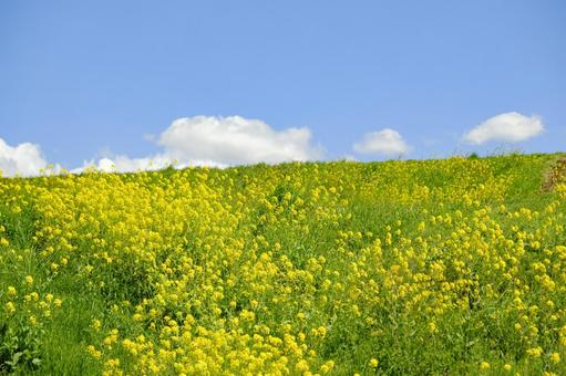 青空と菜の花 青空と菜の花の写真