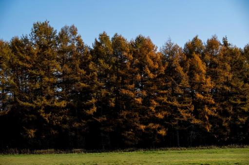 晩秋の光を浴び、深く色づく林 カラマツ,針葉樹,茶色の写真素材