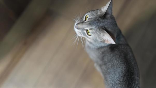 こちらを振り返るアビシニアン こちらを振り返るアビシニアンの写真