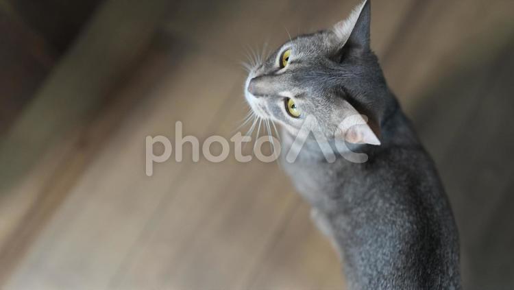 こちらを振り返るアビシニアン アビシニアン,猫子,猫の写真素材