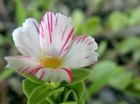ハナスベリヒユの花_09 ハナスベリヒユの花_09の写真