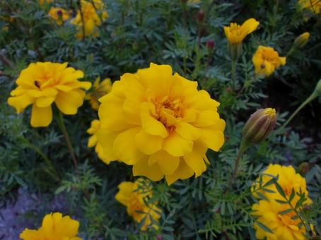 マリーゴールドの花 植物,花,キク科の写真素材