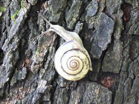 木の幹を這うカタツムリの写真