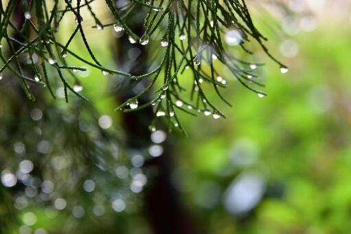 雨上がりの散歩道 雨上がり,雨粒,水滴の写真素材