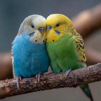 枝の上で寄り添う可愛いセキセイインコ 枝の上で寄り添う可愛いセキセイインコの写真