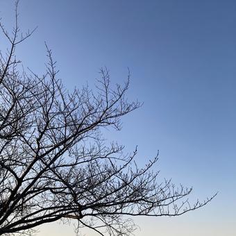 夕暮れの空と枝 枝,木,空の写真素材