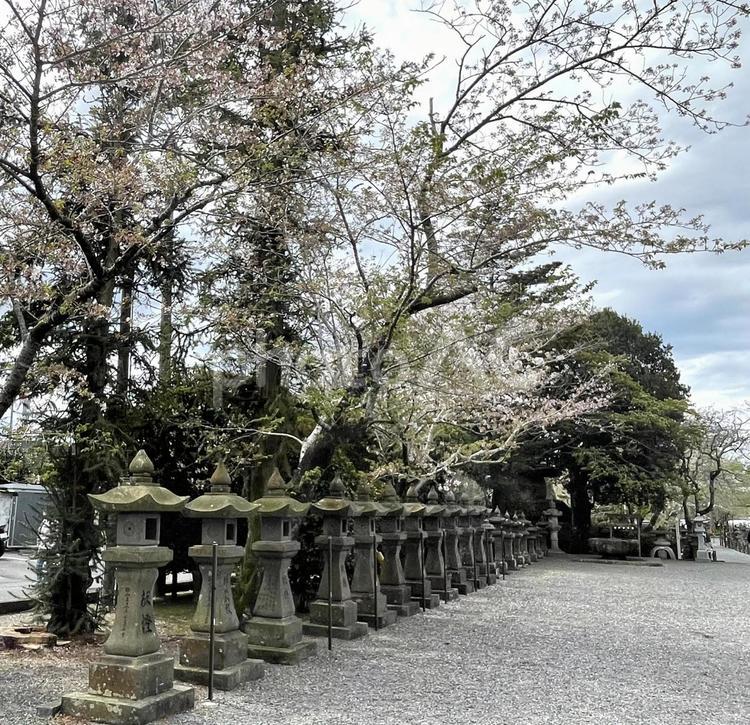 知覧特攻平和会館４　燈篭 知覧特攻平和会館,春,桜の写真素材
