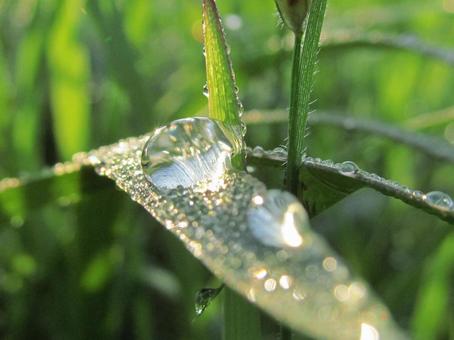 水滴と緑の葉の風景 水滴と緑の葉の風景 水滴,しずく,雨の写真素材