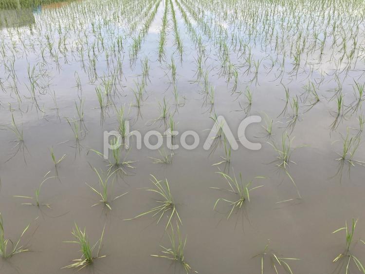 田植えの風景 田植え,田んぼ,風景の写真素材