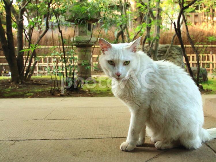 神社の猫 ねこ,猫,ネコの写真素材