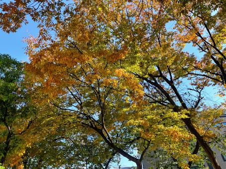 ある公園の秋のケヤキ_711Kの写真