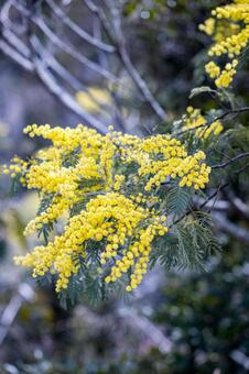 美しいミモザのクローズアップ｜縦位置 ミモザ,花,春の写真素材