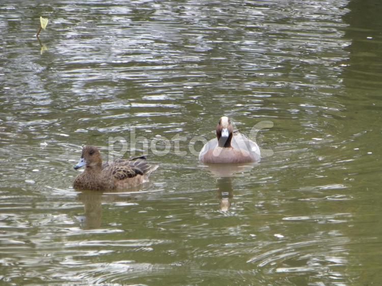 公園の池をスイスイ泳ぐヒドリガモのペア ヒドリガモ,鳥,野鳥の写真素材
