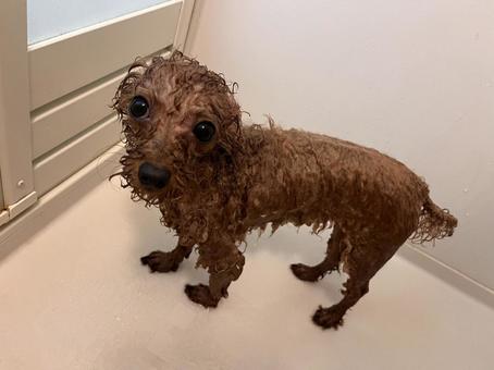 トイプードルお風呂 トイプードル,犬,子犬の写真素材