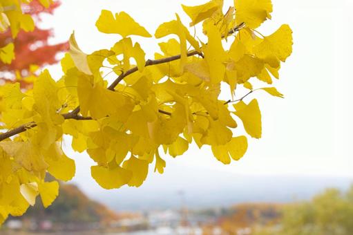 黄色に色づいたイチョウの葉 秋,色,オータムの写真素材