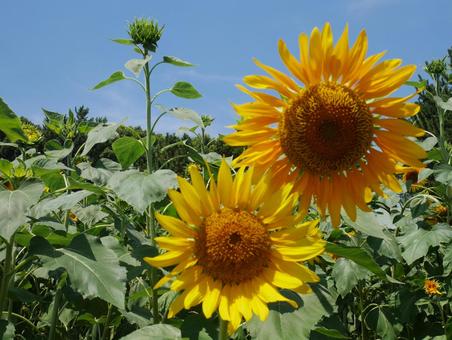 ひまわり ひまわり ひまわり,ひまわり畑,夏の花の写真素材