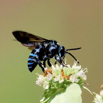 ルリモンハナバチの写真