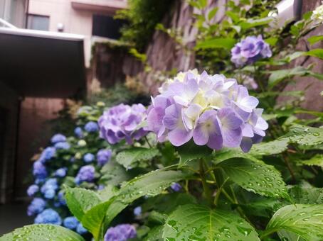 雨粒に濡れた紫陽花の写真