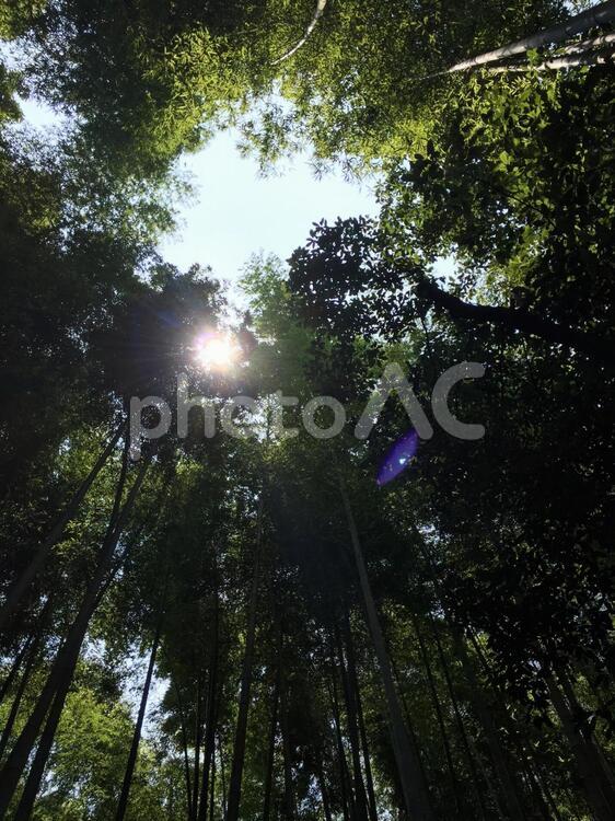 竹林の中の木漏れ日 自然,光,公園の写真素材