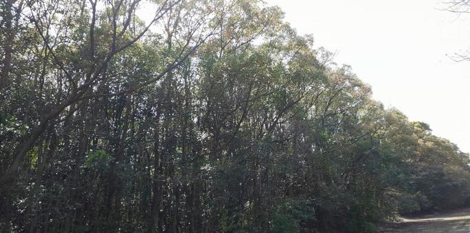 木の癒し 木の癒しの写真