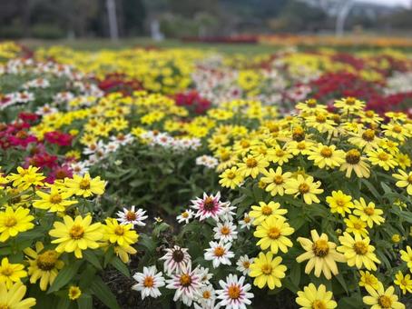 flower bed, JPG flower bed, JPG