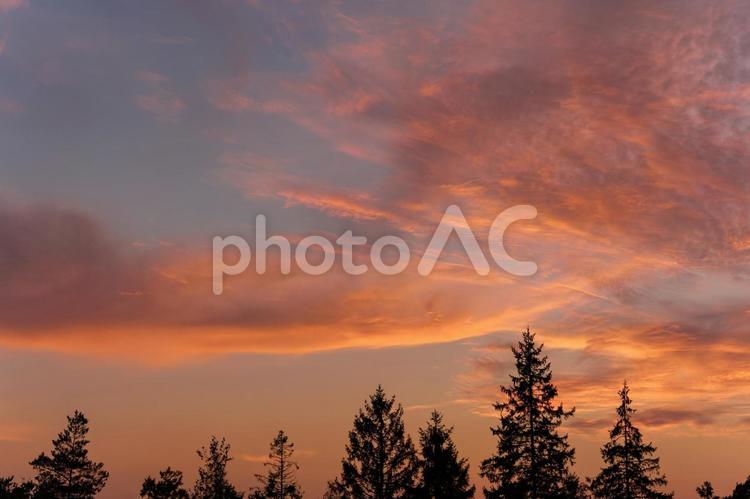 夕焼け空と木々のシルエット 夕焼け,空,木の写真素材