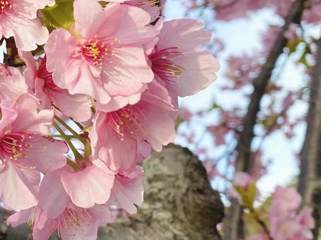 河津桜 河津桜の写真