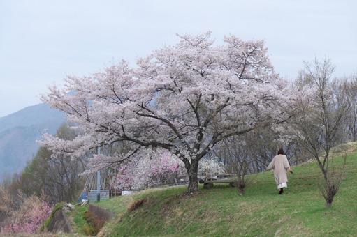 桜 桜の写真