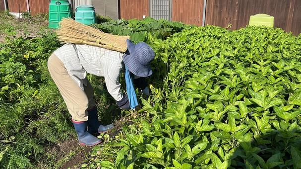 藍染用の葉の刈り取り 藍染用の葉の刈り取りの写真