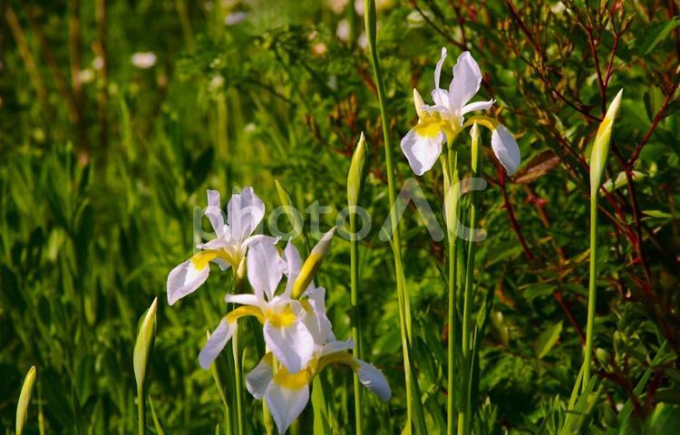 アヤメ　綾瀬1 アヤメ,菖蒲,かっこう花の写真素材