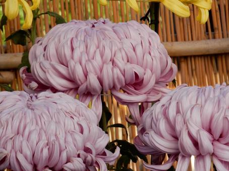 【風景写真】福山菊花展覧会の風景 キク,菊,菊花展の写真素材