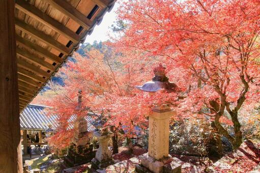 長谷寺 長谷寺,ならたび,紅葉の写真素材