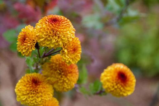 ポンポンマム ポンポンマムの写真